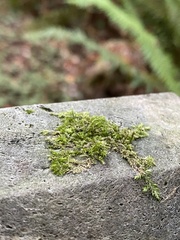 Hypnum cupressiforme