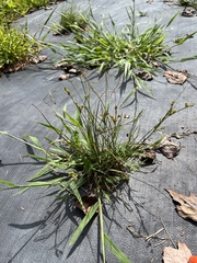 Juncus tenuis