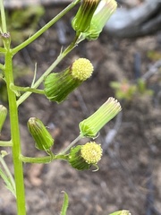 Senecio vulgaris