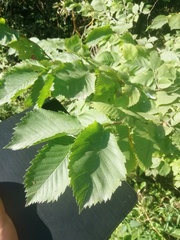 Ulmus glabra
