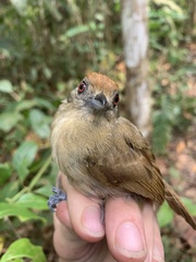 Thamnophilus schistaceus