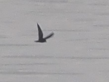 Hydrobates microsoma