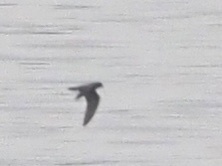 Hydrobates microsoma