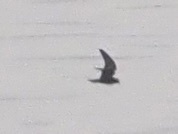 Hydrobates microsoma