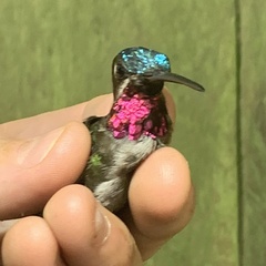 Heliomaster longirostris