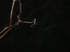 Chrysomya megacephala