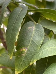 Stigmella longisacca