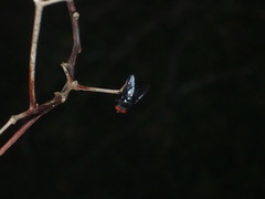 Chrysomya megacephala