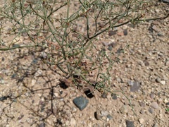 Eriogonum deflexum