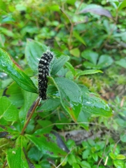 Panthea acronyctoides