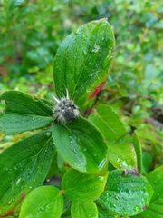 Panthea acronyctoides