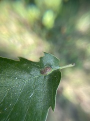 Andricus quercuspetiolicola