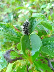 Panthea acronyctoides