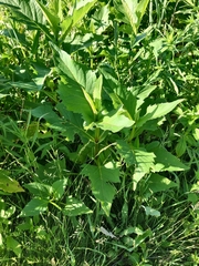 Rhamphospermum nigrum