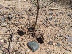 Eriogonum deflexum
