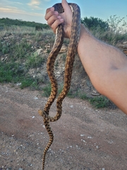 Pituophis catenifer sayi