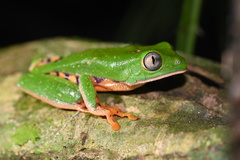 Callimedusa tomopterna