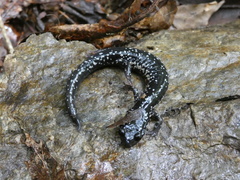 Plethodon cylindraceus