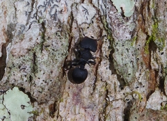 Cephalotes