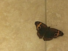 Junonia genoveva hilaris