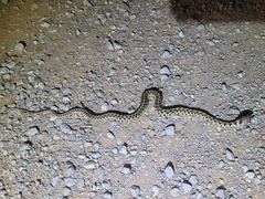 Thamnophis marcianus