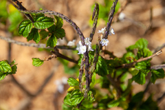 Stachytarpheta