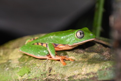 Callimedusa tomopterna