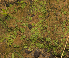 Ricciaceae