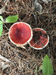 Russula rhodocephala