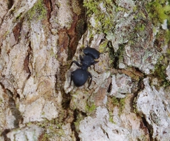 Cephalotes