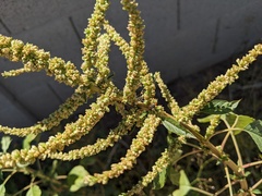 Disonycha glabrata