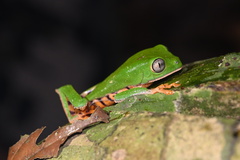 Callimedusa tomopterna