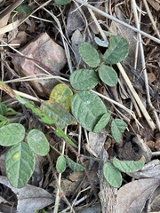 Desmodium varians