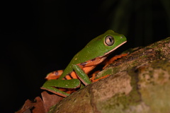 Callimedusa tomopterna