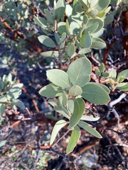 Arctostaphylos pringlei