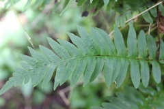 Polypodium calirhiza