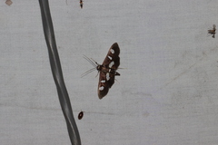 Desmia maculalis