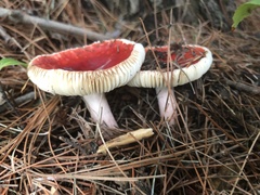Russula rhodocephala