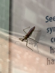 Zelus renardii