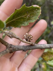 Callirhytis serricornis