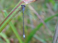 Lestes congener