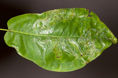 Phyllocnistis magnoliella