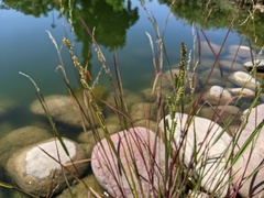 Poaceae