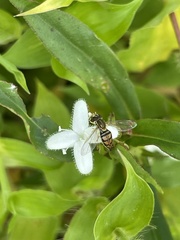 Diodia