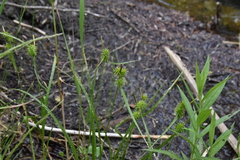 Carex flava