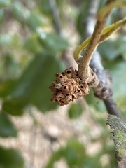 Callirhytis serricornis