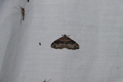 Xanthorhoe lacustrata