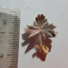 Potentilla vulcanicola