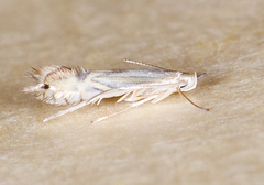 Phyllocnistis magnoliella