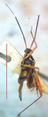 Miridae